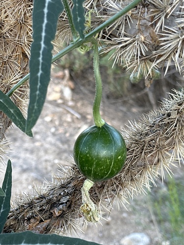 Image of Cucurbita digitata by (c) Rosario, some rights reserved (CC BY)