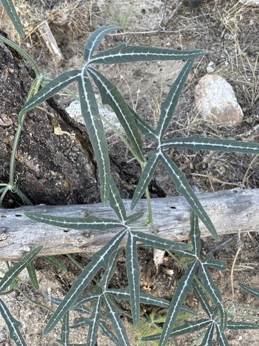 Image of Cucurbita digitata by (c) Rosario, some rights reserved (CC BY)