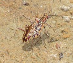 Ellipsoptera cuprascens