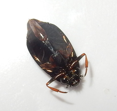 Gyrinidae