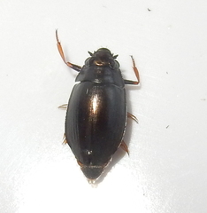 Gyrinidae