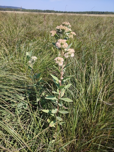 Hylotelephium pallescens, photograph 4