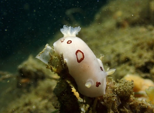 San Diego Dorid