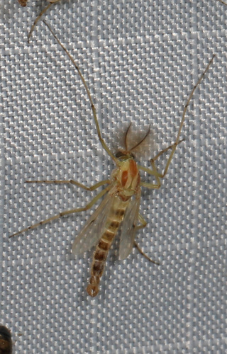 Thick-tailed Non-biting Midge photo 2