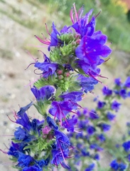 Echium vulgare
