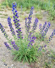 Echium vulgare