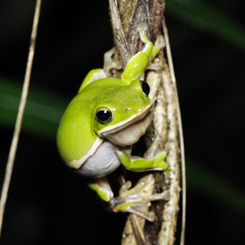 Farmland Green Flying Frog