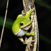 Farmland Green Flying Frog - Photo (c) Yen-Chu Chen, some rights reserved (CC BY-NC-ND)