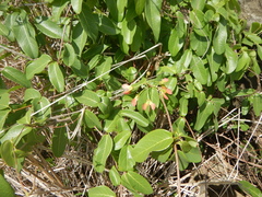 Stigmaphyllon emarginatum