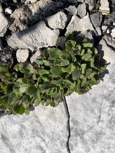 Image of Pelargonium elegans by (c) Charleen Brunke, some rights reserved (CC BY)
