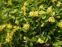 Stigmaphyllon emarginatum