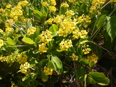 Stigmaphyllon emarginatum