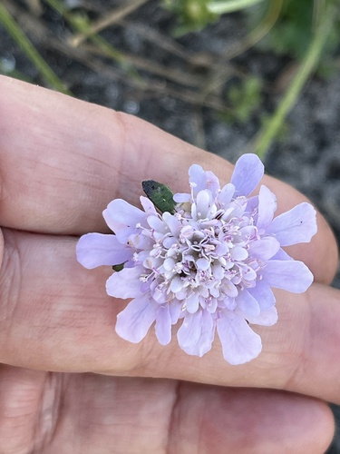 Image of Scabiosa incisa by (c) Charleen Brunke, some rights reserved (CC BY)