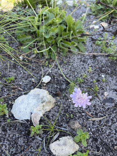 Beach Scabious (Scabiosa incisa)