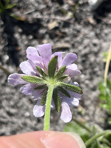 Scabiosa incisa, photograph 3