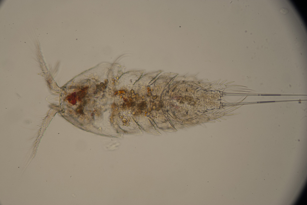 Rhynchothalestris