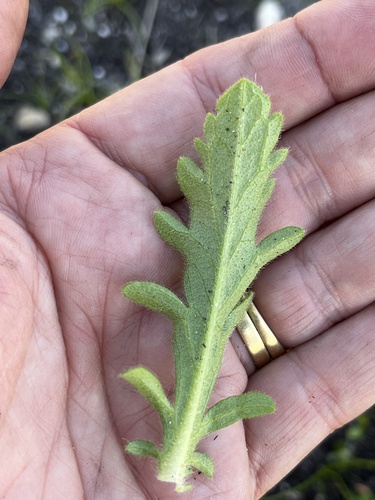 Image of Scabiosa incisa by (c) Charleen Brunke, some rights reserved (CC BY)