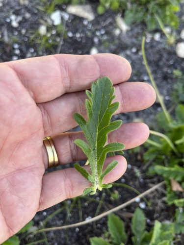 Image of Scabiosa incisa by (c) Charleen Brunke, some rights reserved (CC BY)