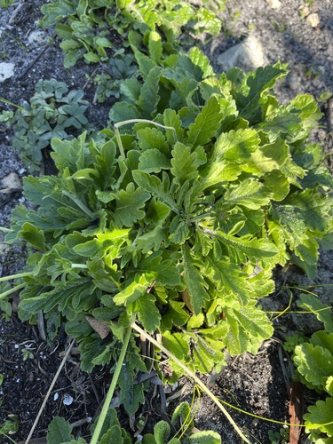 Scabiosa incisa, photograph 5