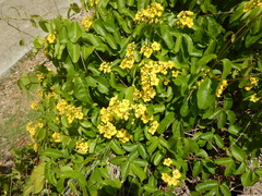 Stigmaphyllon emarginatum