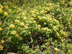 Stigmaphyllon emarginatum