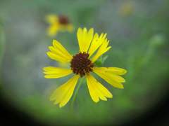 Helenium amarum badium