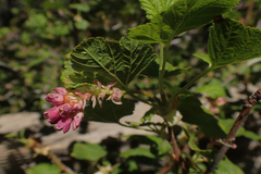 Ribes nevadense