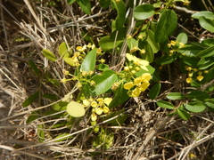 Stigmaphyllon emarginatum