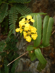 Stigmaphyllon emarginatum