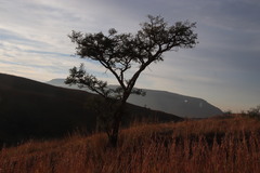 Vachellia sieberiana