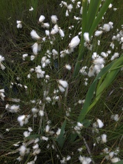 Eriophorum viridicarinatum