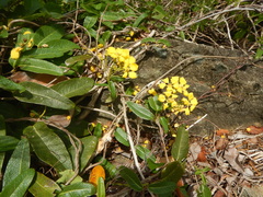 Stigmaphyllon emarginatum