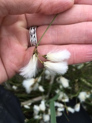 Eriophorum viridicarinatum