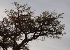 Vachellia sieberiana
