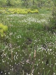 Eriophorum viridicarinatum