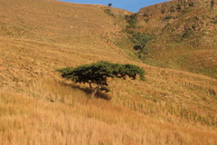 Vachellia sieberiana