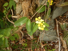 Stigmaphyllon emarginatum