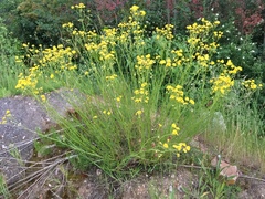 Senecio inaequidens