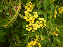 Stigmaphyllon emarginatum