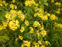 Stigmaphyllon emarginatum