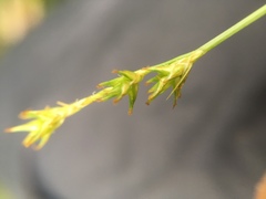Carex echinata