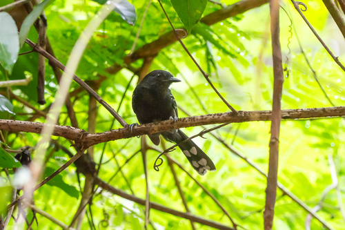 Bananal Antbird