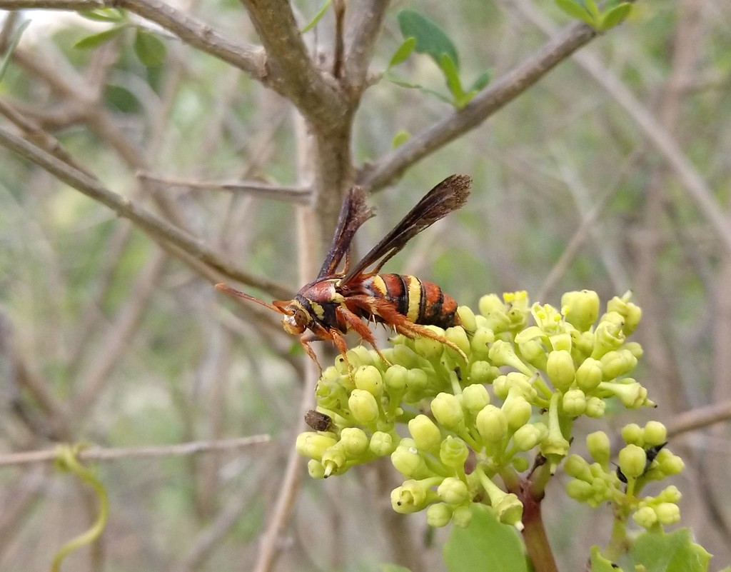 Vitacea admirandus