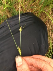 Carex lasiocarpa