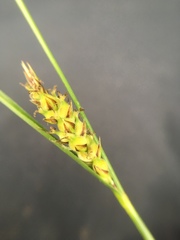 Carex lasiocarpa