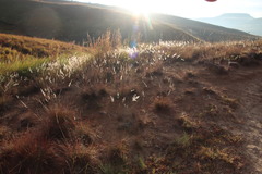 Melinis repens repens