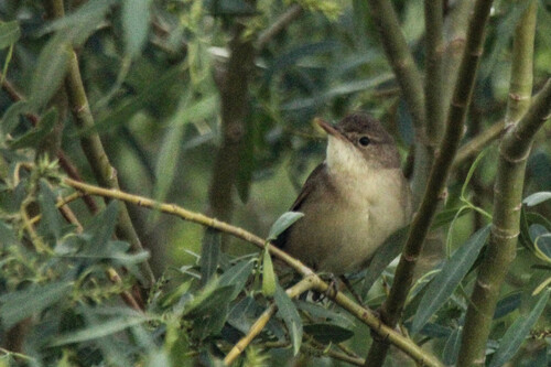 Large-billed Reed Warbler (Acrocephalus orinus), photo 9