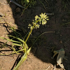 Toxicoscordion venenosum