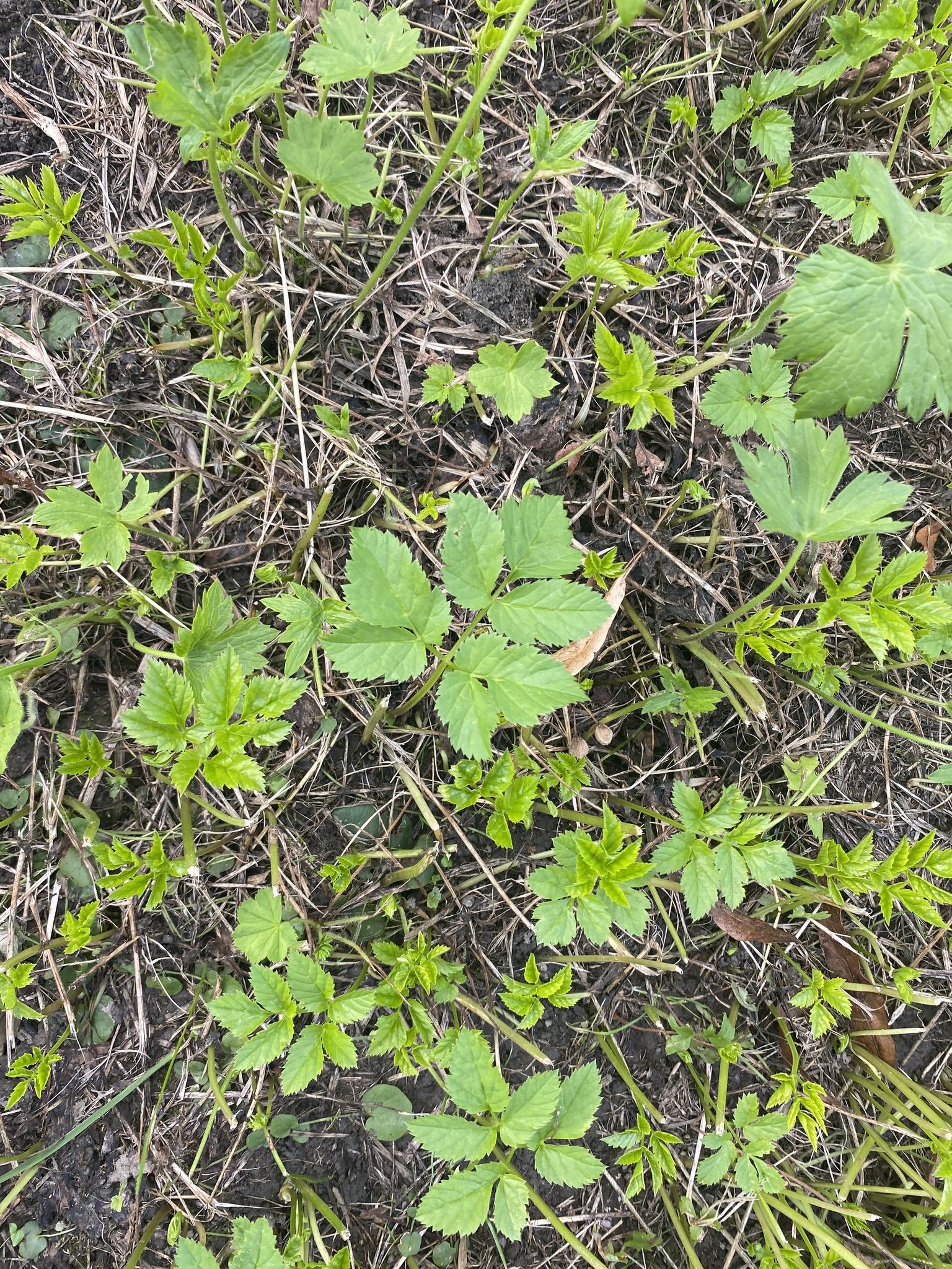Aegopodium podagraria — photo 1