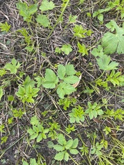 Goutweed (Aegopodium podagraria)